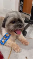 Cachorro raça Shitzu idade 7 a 11 meses nome Boby