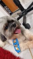 Cachorro raça Shitzu idade 7 a 11 meses nome Boby