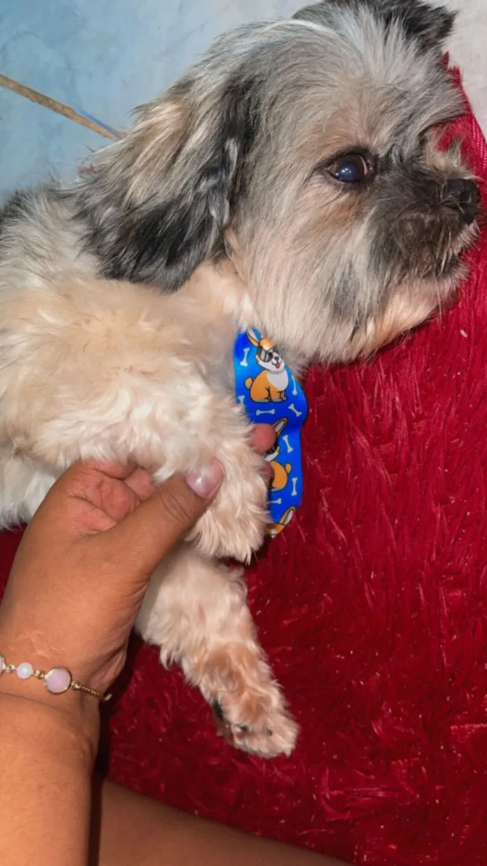 Cachorro raça Shitzu idade 7 a 11 meses nome Boby