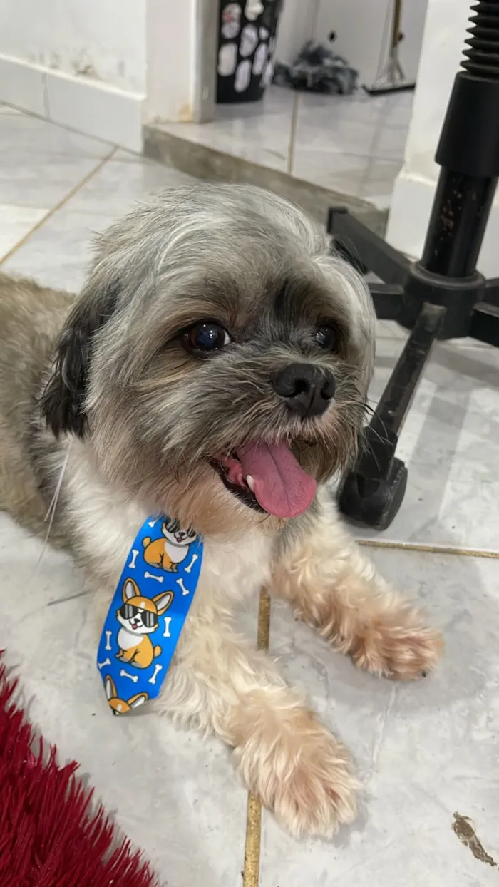 Cachorro raça Shitzu idade 7 a 11 meses nome Boby
