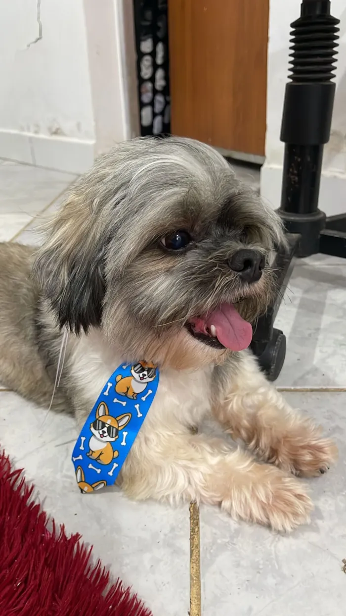 Cachorro raça Shitzu idade 7 a 11 meses nome Boby