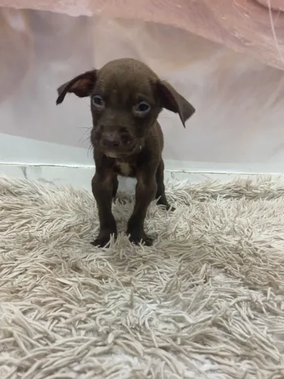 Cachorro raça SRD-ViraLata idade Abaixo de 2 meses nome Cookie