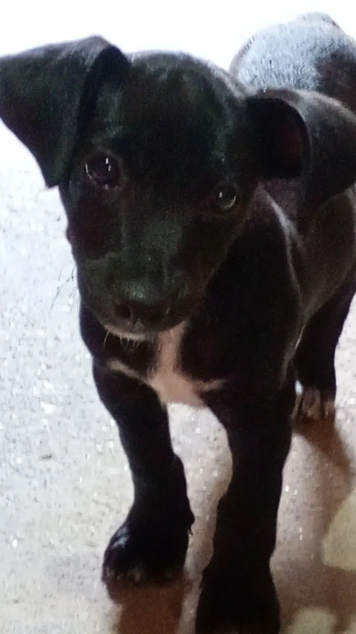 Cachorro raça SRD-ViraLata idade 2 a 6 meses nome Zeus