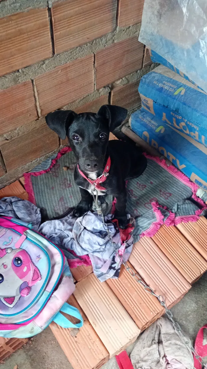 Cachorro raça SRD-ViraLata idade 2 a 6 meses nome Zeus