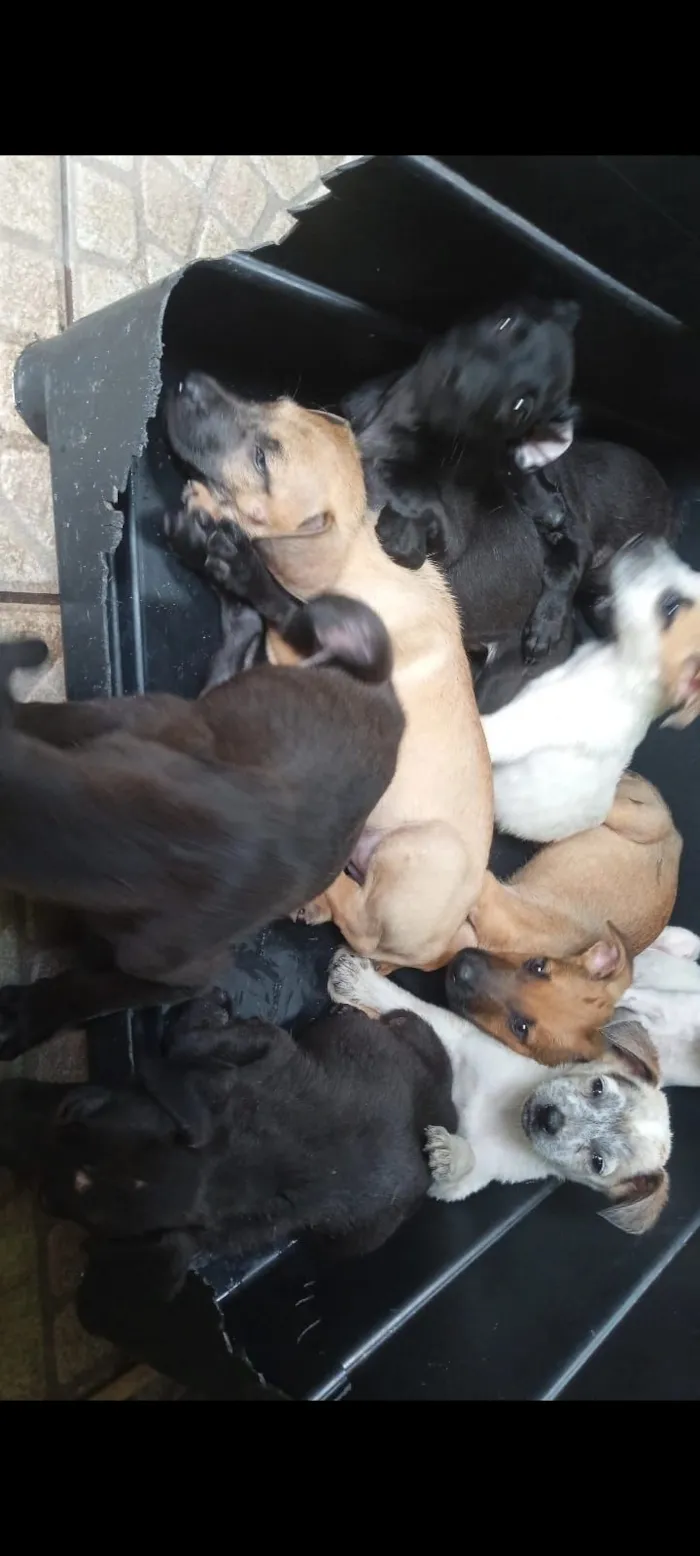 Cachorro raça SRD-ViraLata idade 2 a 6 meses nome Brenda