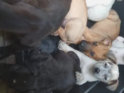 Cachorro raça SRD-ViraLata idade 2 a 6 meses nome Brenda