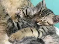 Gato raça SRD-ViraLata idade Abaixo de 2 meses nome Sem nome