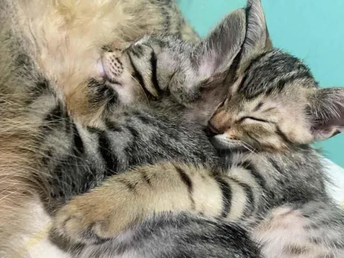 Gato raça SRD-ViraLata idade Abaixo de 2 meses nome Sem nome