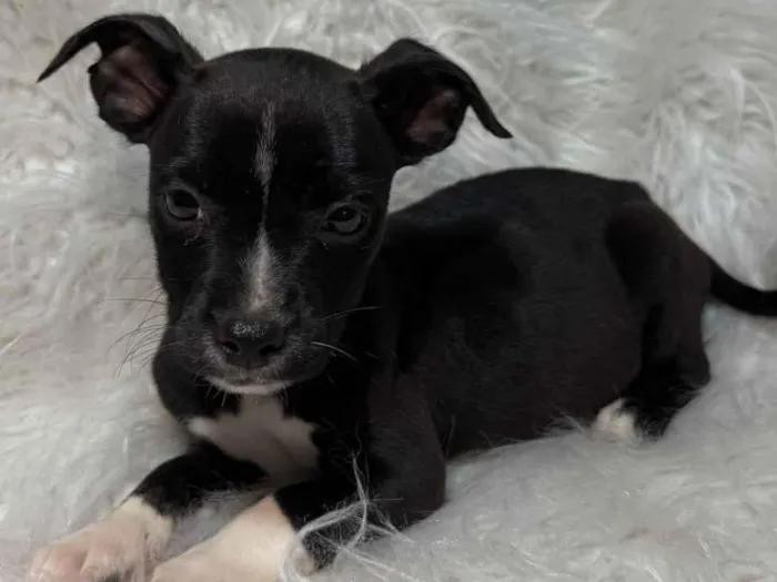 Cachorro raça SRD-ViraLata idade Abaixo de 2 meses nome FÊMEA – ADOÇÃO