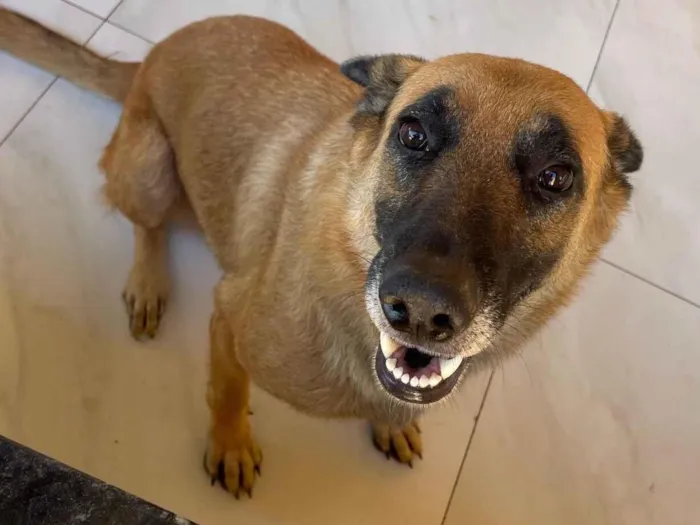 Cachorro raça Pastor Alemão idade 3 anos nome Acta