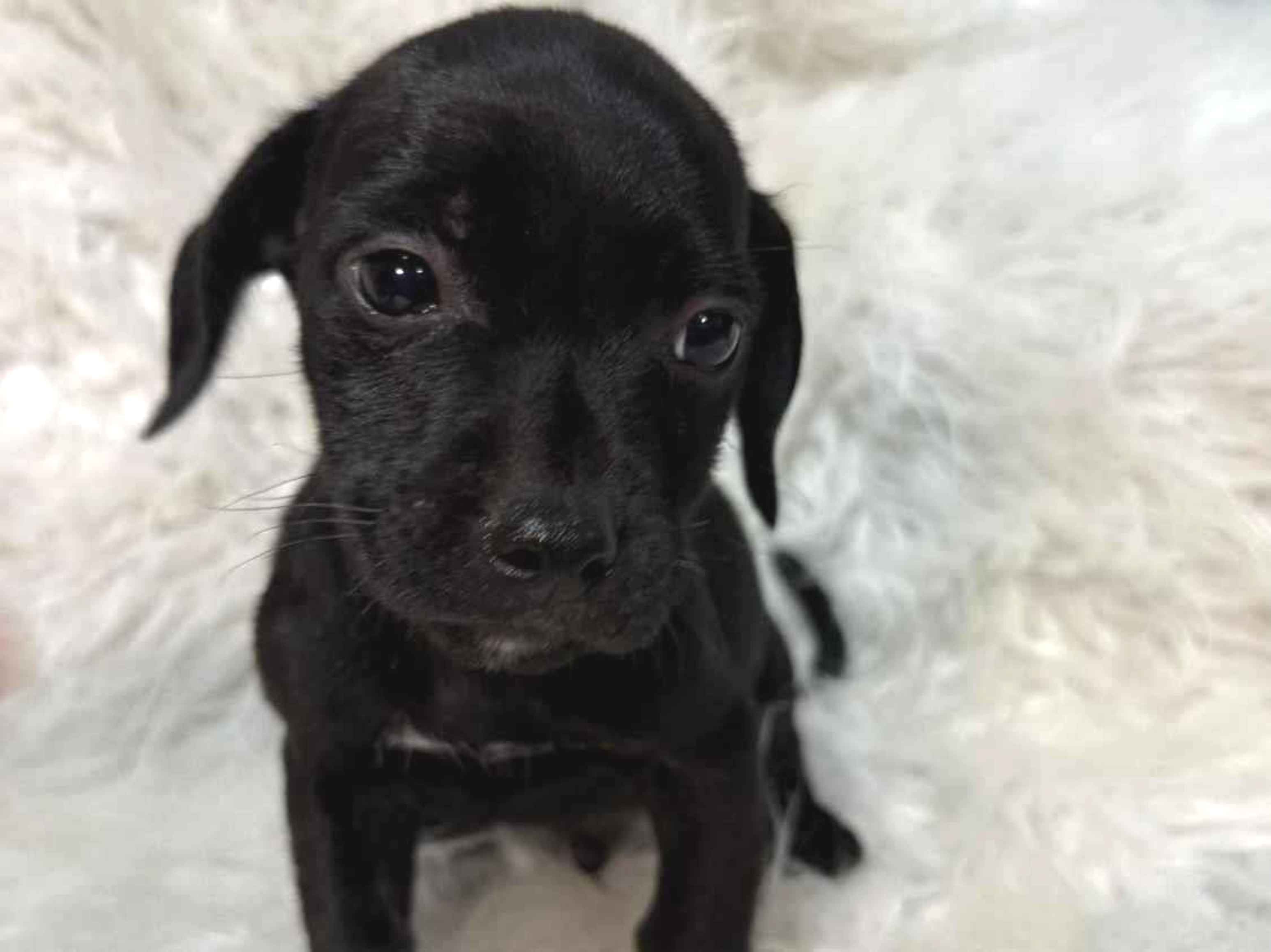 Cachorro raça SRD-ViraLata idade Abaixo de 2 meses nome Macho - doação 