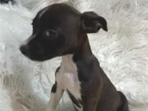 Cachorro raça SRD-ViraLata idade Abaixo de 2 meses nome FÊMEA – ADOÇÃO