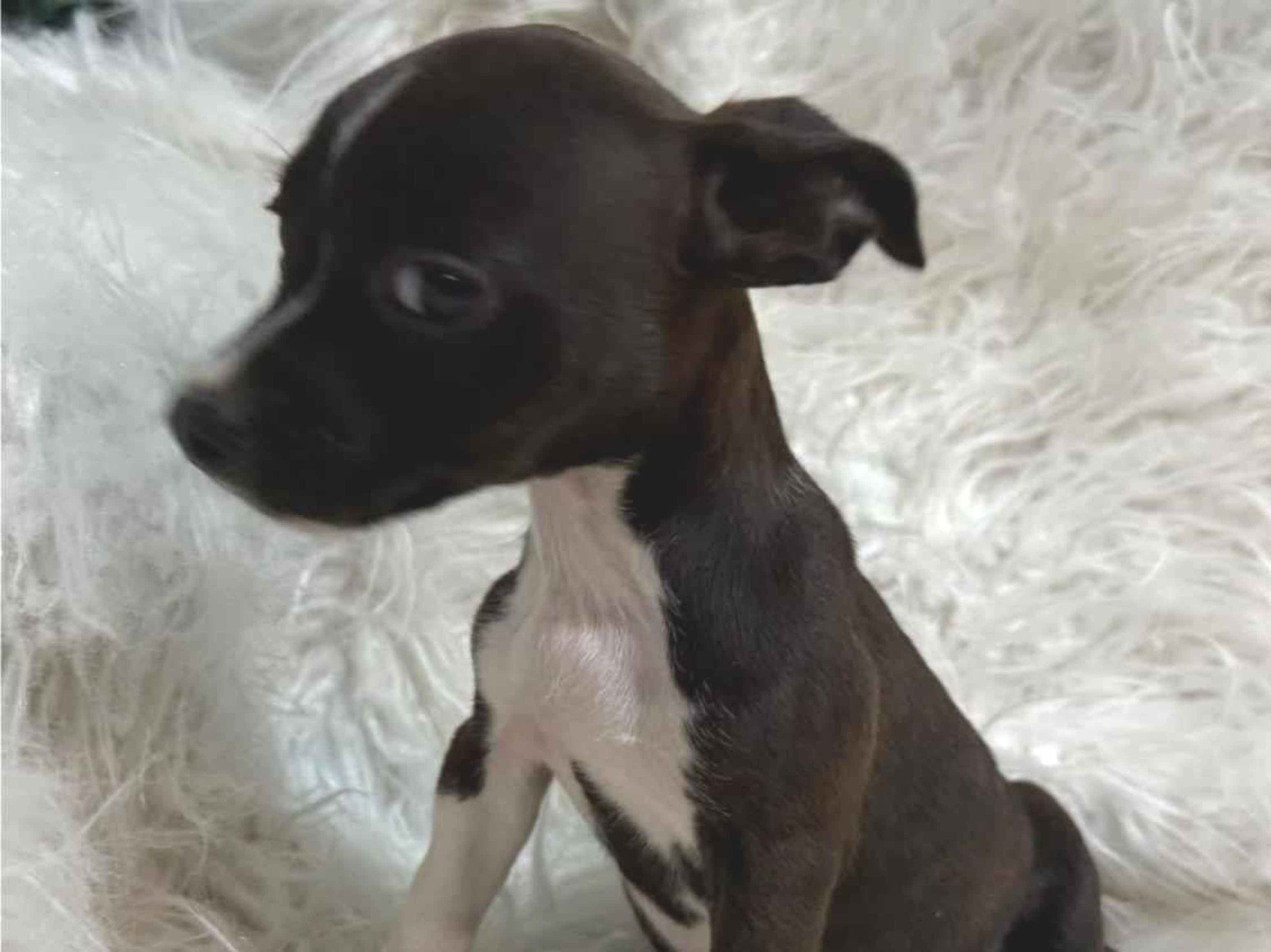 Cachorro raça SRD-ViraLata idade Abaixo de 2 meses nome FÊMEA – ADOÇÃO