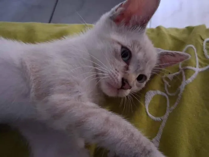 Gato raça SRD-ViraLata idade 2 a 6 meses nome Sem nome
