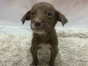 Cachorro raça SRD-ViraLata idade Abaixo de 2 meses nome Brownie