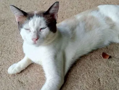 Gato raça SRD-ViraLata idade 1 ano nome Gatão