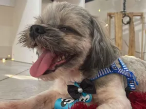 Cachorro raça Shitzu idade 7 a 11 meses nome Boby