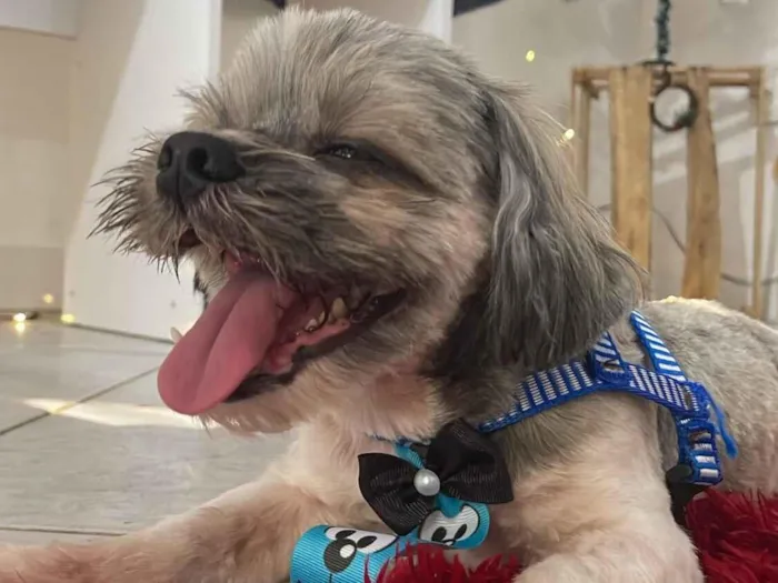 Cachorro raça Shitzu idade 7 a 11 meses nome Boby