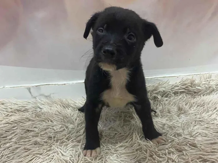 Cachorro raça SRD-ViraLata idade Abaixo de 2 meses nome Oreo