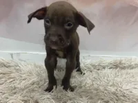 Cachorro raça SRD-ViraLata idade Abaixo de 2 meses nome Cookie