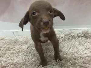 Cachorro raça SRD-ViraLata idade Abaixo de 2 meses nome Cacau