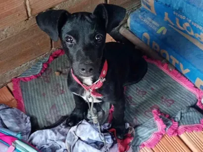 Cachorro raça SRD-ViraLata idade 2 a 6 meses nome Zeus
