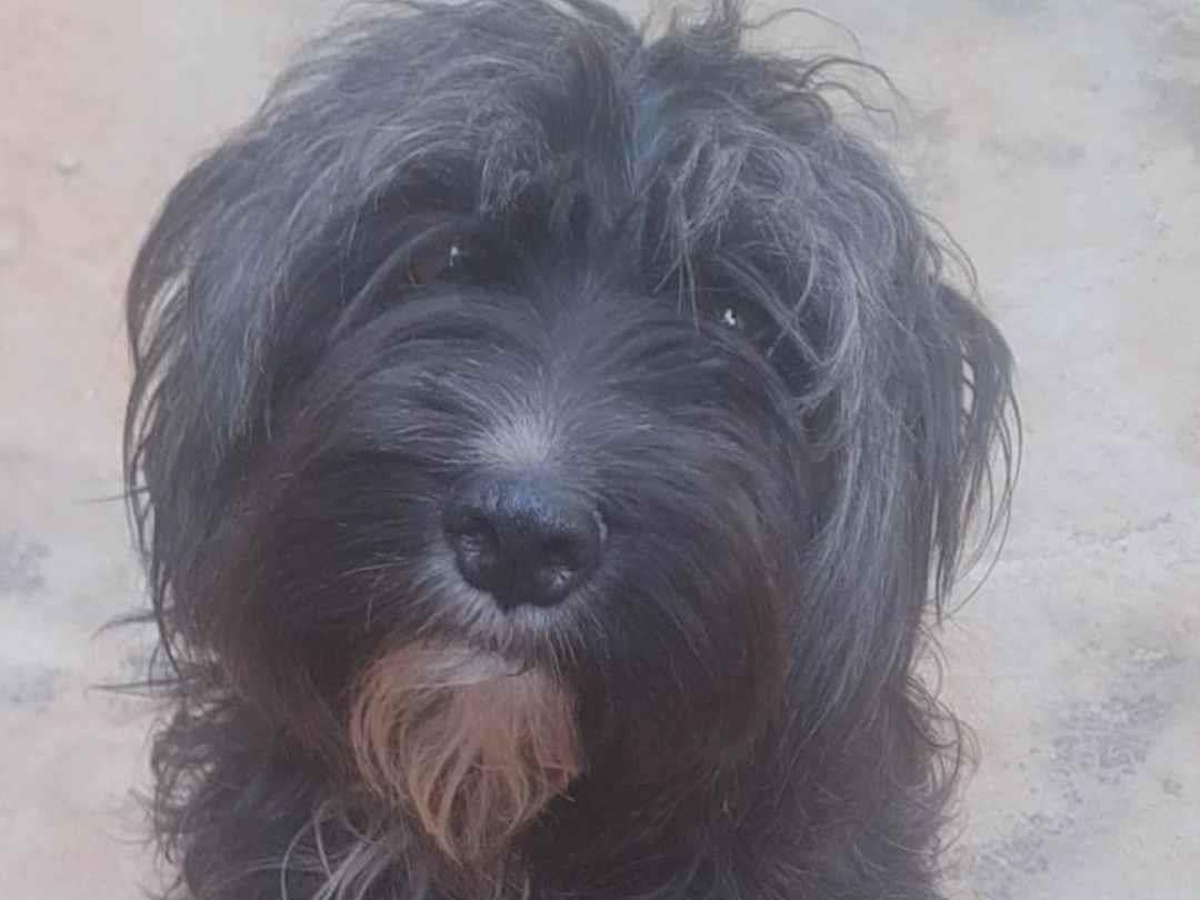 Cachorro raça SRD-ViraLata idade 2 anos nome Zara