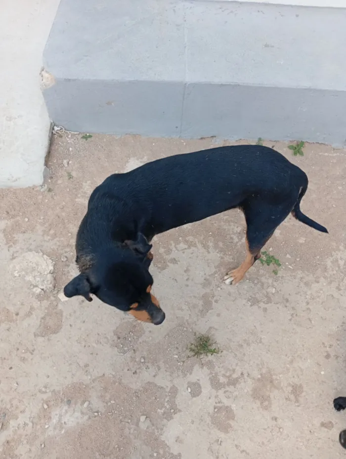 Cachorro raça SRD-ViraLata idade 2 anos nome Fernando 