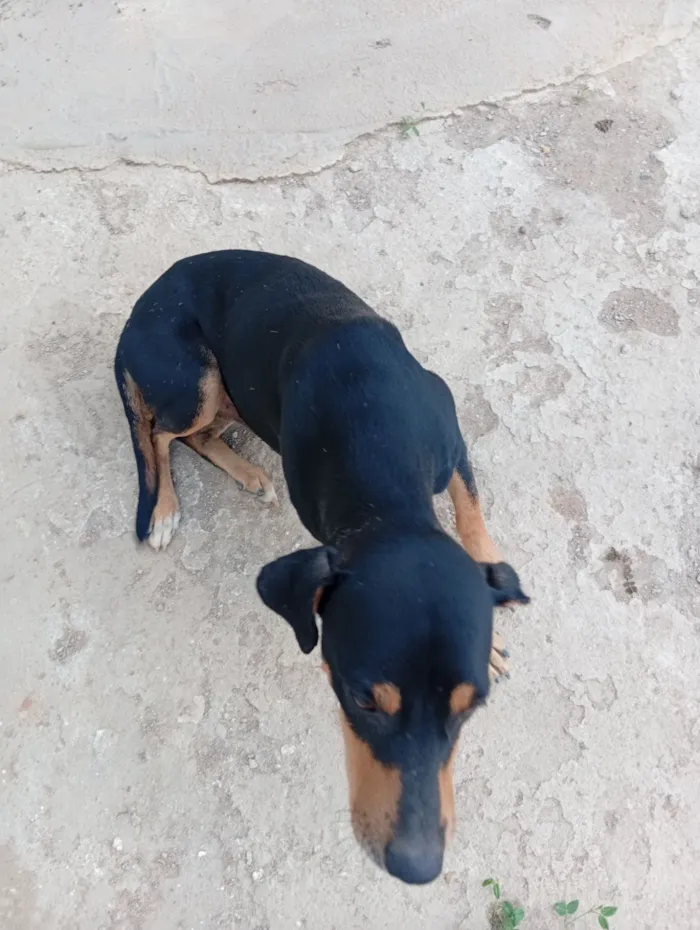 Cachorro raça SRD-ViraLata idade 2 anos nome Fernando 