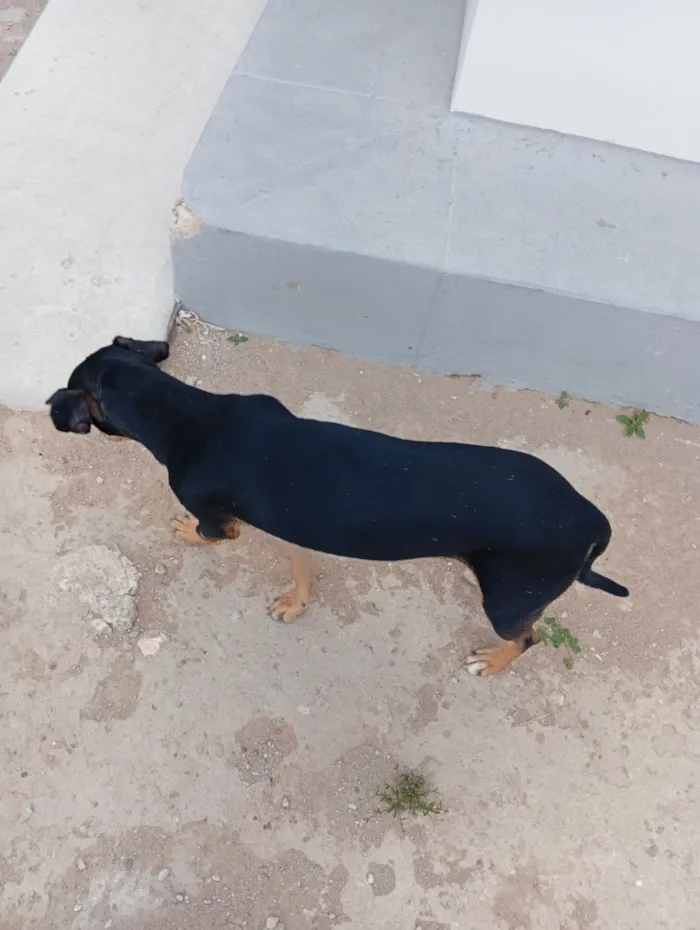 Cachorro raça SRD-ViraLata idade 2 anos nome Fernando 