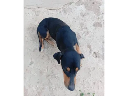 Cachorro raça SRD-ViraLata idade 2 anos nome Fernando 