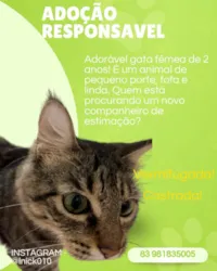 Gato raça Exótico idade 2 anos nome Andrômeda 