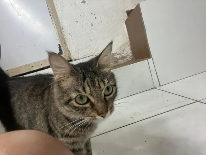 Gato raça Exótico idade 2 anos nome Andrômeda 