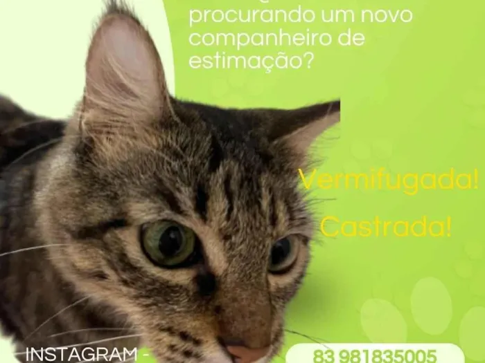Gato raça Exótico idade 2 anos nome Andrômeda 