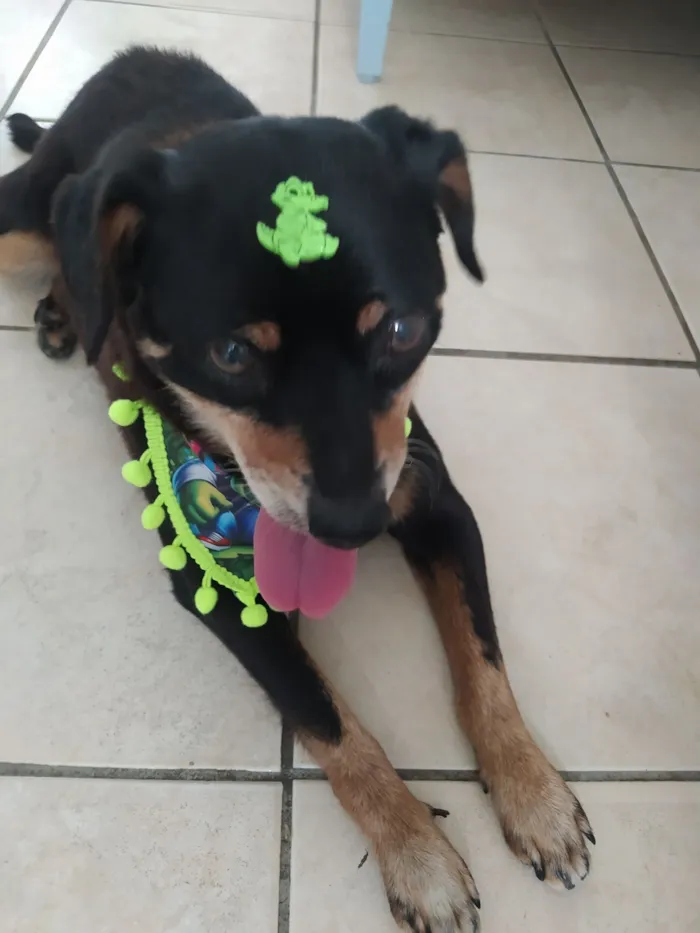 Cachorro raça SRD-ViraLata idade 6 ou mais anos nome Sem nome