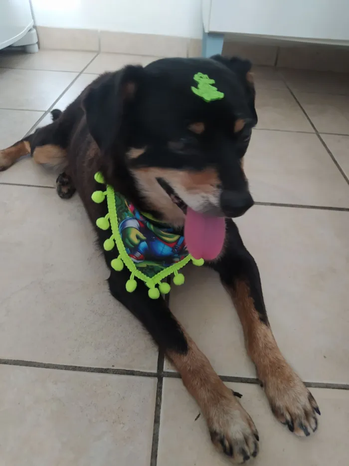 Cachorro raça SRD-ViraLata idade 6 ou mais anos nome Sem nome