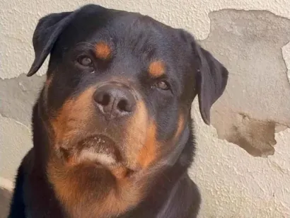 Cachorro raça Rottweiler idade 5 anos nome Thor 