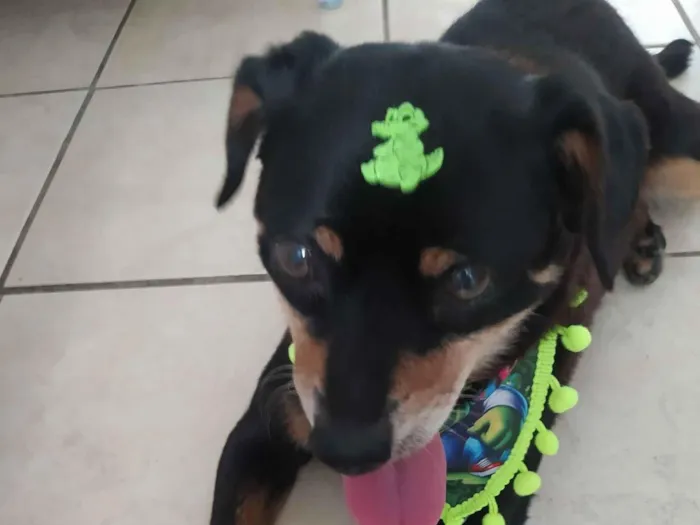 Cachorro raça SRD-ViraLata idade 6 ou mais anos nome Sem nome