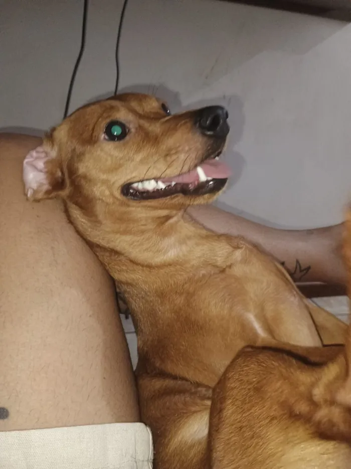 Cachorro raça SRD-ViraLata idade 1 ano nome Mel 