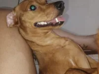 Cachorro raça SRD-ViraLata idade 1 ano nome Mel 