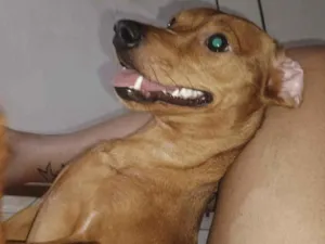 Cachorro raça SRD-ViraLata idade 1 ano nome Mel 