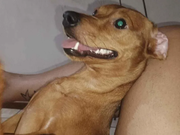 Cachorro raça SRD-ViraLata idade 1 ano nome Mel 