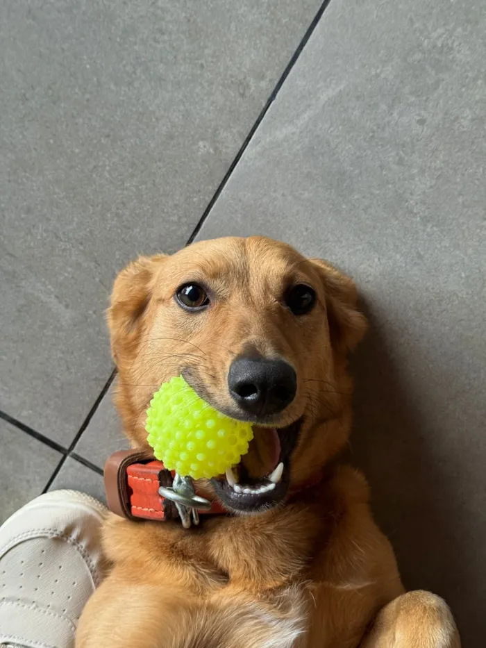 Cachorro raça SRD-ViraLata idade 2 anos nome Pandora 