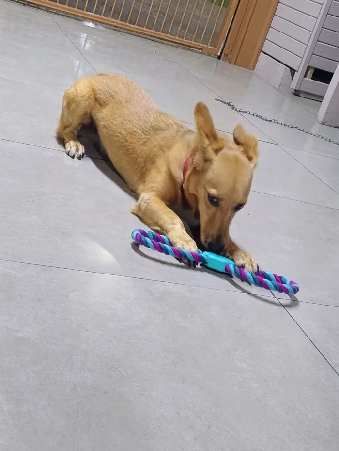 Cachorro raça SRD-ViraLata idade 2 anos nome Pandora 