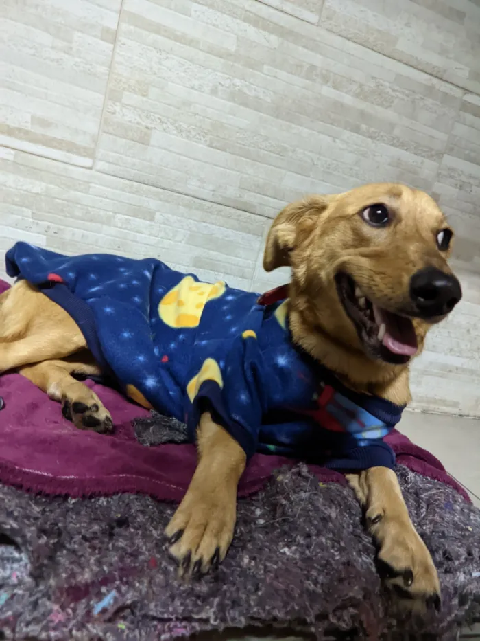 Cachorro raça SRD-ViraLata idade 2 anos nome Pandora 