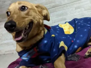 Cachorro raça SRD-ViraLata idade 2 anos nome Pandora 