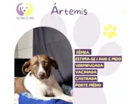 Cachorro raça SRD-ViraLata idade 1 ano nome Ártemis 