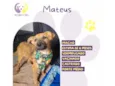 Cachorro raça SRD-ViraLata idade 7 a 11 meses nome Mateus 