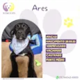 Ares 