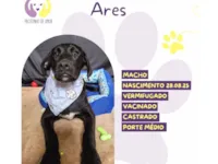Cachorro raça SRD-ViraLata idade 2 a 6 meses nome Ares 